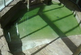 Terrarium z krokodylami